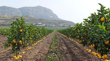 Rows of ripe lemons on trees in a sunny orchard with hills beyond. photo