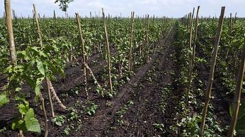 Rows of Young Plants with Supporting Stakes in a Field. photo