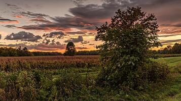 Dramatic Sunset Paints the Sky Over a Rural Field and Trees. photo