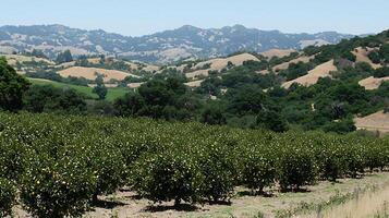 Rows of ripe lemons ready for harvest in rolling hills. photo