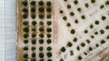 Aerial View of Green Trees Next to a Modern Greenhouse Structure. photo