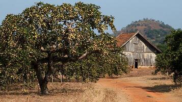 Rustic Farmhouse and Fruit Tree in a Rural Landscape Scene. photo