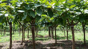 Rows of Young Trees with Bright Green Leaves in Sunlight. photo
