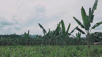 Lush Banana Plantation Under a Cloudy Sky in the Tropics. photo