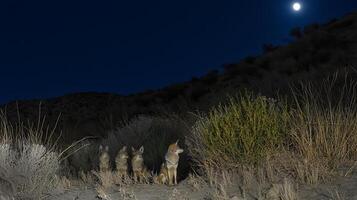 Four Coyotes Gather Under a Full Moon in the Desert at Night. photo