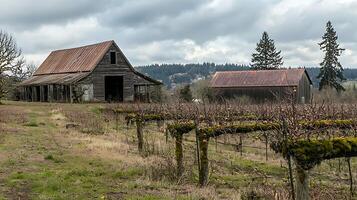 Old Rustic Barns and Bare Vineyard in Overcast Countryside Scene. photo