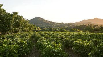 Lush Green Plantation Stretching Towards Sunlit Mountains. photo