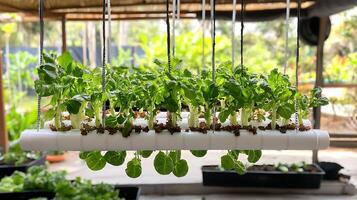 Fresh Greens Growing in a Modern Hydroponic System. photo