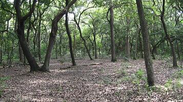 Sunlit Forest Floor With Thick Trees And Leaf Litter. photo