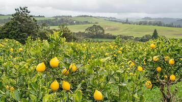 Lush lemon grove with ripe yellow fruit under a cloudy sky. photo