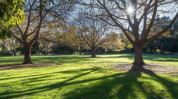 Sunlit Park Grass with Autumn Leaves and Tree Shadows. photo