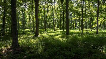 Sunlit Forest Path Through Lush Greenery and Towering Trees. photo