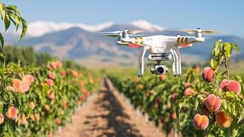 Drone surveying a ripe peach orchard with mountains in the background. photo