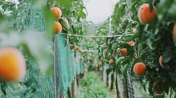 Ripe Apricots Growing on Trees in an Orchard, Protected by Netting. photo
