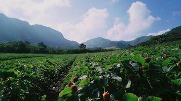 Fresh Strawberries Grow Abundantly on a Mountain Slope Under a Cloudy Sky. photo