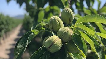 Young Green Walnuts Growing on Tree Branches in Sunlight. photo