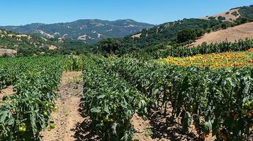 Lush tomato farm thrives under a clear blue summer sky in the countryside. photo