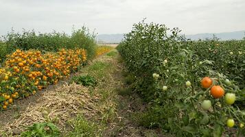 Rows of ripe orange and green tomatoes growing in a field under an overcast sky. photo