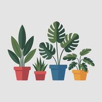 Assorted Indoor Greenery in Clean Ceramic Planters vector
