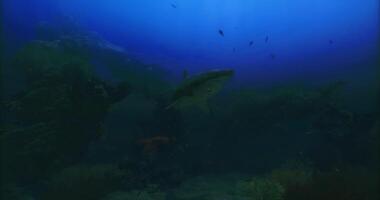 CGI wild shark in deep blue sea video