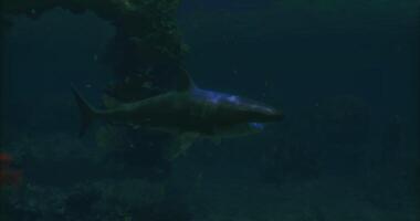 Dramatic CGI oceanic whitetip shark swimming video
