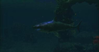 Surreal CGI oceanic whitetip shark swimming video