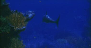 CGI oceanic whitetip shark swimming video