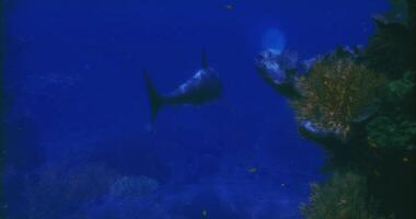 CGI oceanic whitetip shark in their habitat video