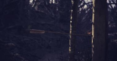 CGI arrow striking a tree during target practice in a wooded area video