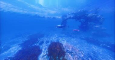 CGI oceanic whitetip shark in open ocean video