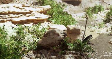 CGI canyon or a deep valley with steep sides, characterized by rocky terrain and some vegetation video