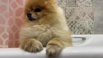 Red fluffy pomeranian holds on to the edge of a bathtub with its paws in a spa salon during a grooming procedure video