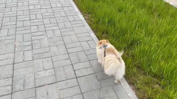 A dog walking on a sidewalk near grass video