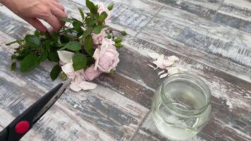 A person is cutting flowers with a pair of scissors video