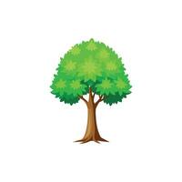 Vintage Maple Tree Botanical Illustration vector