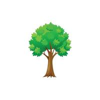Graceful Maple Tree Illustration on White vector