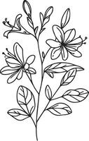 Easy yellow Honeysuckle drawing, Beautiful Oenothera tetrap drawing with leaves line art, plant branch botanical illustration coloring books and page for children and adults, Honeysuckle vector