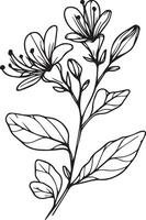 Flowers branch of Honeysuckle, Hand-drawn illustration, Vintage design element bouque,t Honeysuckle flower, natural collection,n coloring page,e and book for adults and children vector