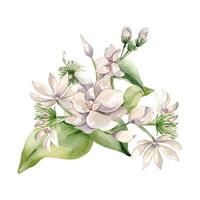 Watercolor jasmine flowers illustration isolated on white. Floral composition in pale pink tones in botanical style hand drawn. Bloom of jasmine on leaves painted for design label, package, wedding vector