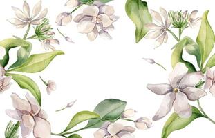 Jasmine flowers border in pastel watercolor botanical sketch isolated. Frame of white floral plants hand drawn. Bloom camellia and foliage painted for design package, template invitation, stationery vector
