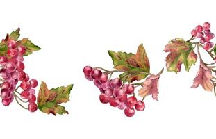 Bunch of red viburnum berries watercolor seamless border isolated. Snowball tree berries on branch, leaves in botanical repeated background hand painted. Red berries hand drawn for textile, package. vector