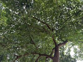 Lush green foliage overhead tree branches photo