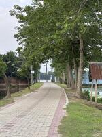 Paved walkway lined with trees and greenery pathway photo