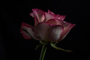 luxurious red rose on a black background. Low key photo. Extreme Flower Close-up. photo