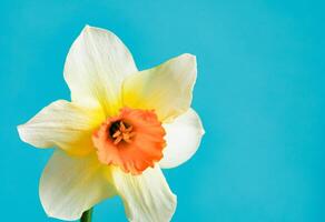 Close up daffodil close-up on a blue background. Floral background and full frame. photo