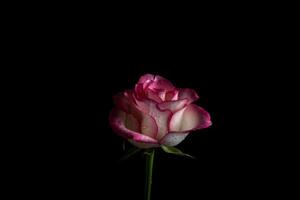 luxurious pink rose on a black background. Low key photo. Extreme Flower Close-up and copy space photo