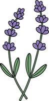 Lavender flower stems with green leaves simple botanical illustration for natural design elements vector