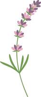 Lavender flower stem with pink petals and green leaves simple botanical illustration vector