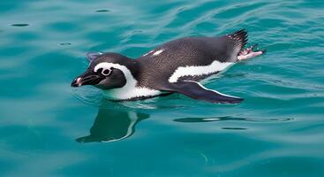 A penguin is floating in the water photo