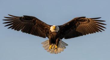 A bald eagle soaring in the sky photo